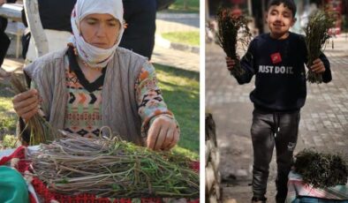 Bedavaya toplanıyor, bir bağı 100 liradan kapış kapış gidiyor